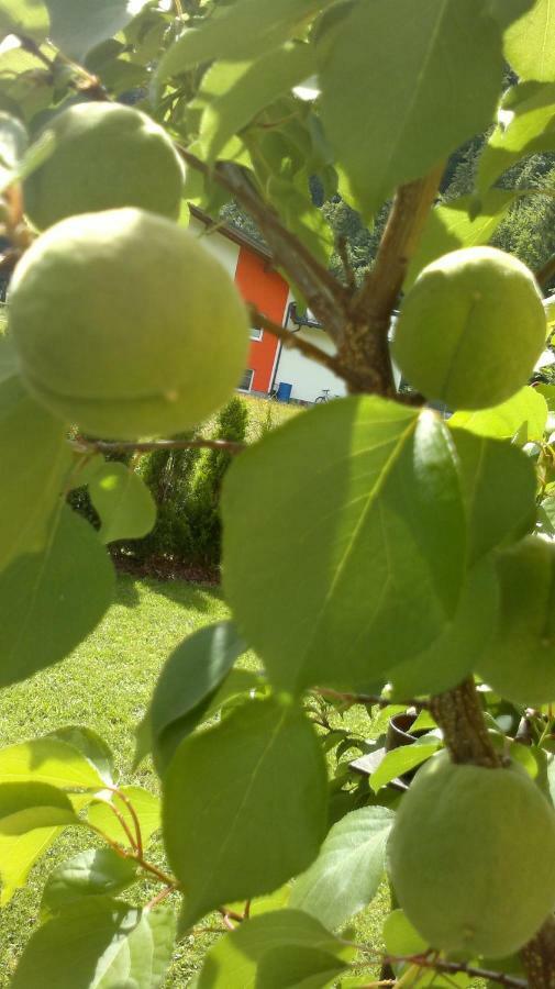 Appartement Erlbacher Lungötz 外观 照片
